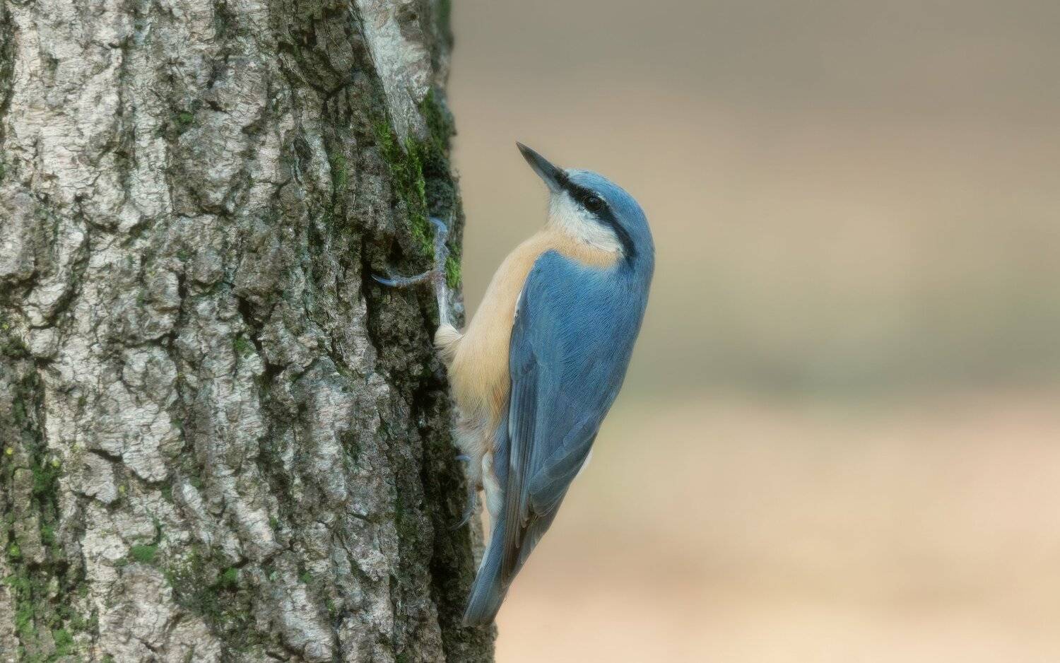 , Alexander Plekhanov