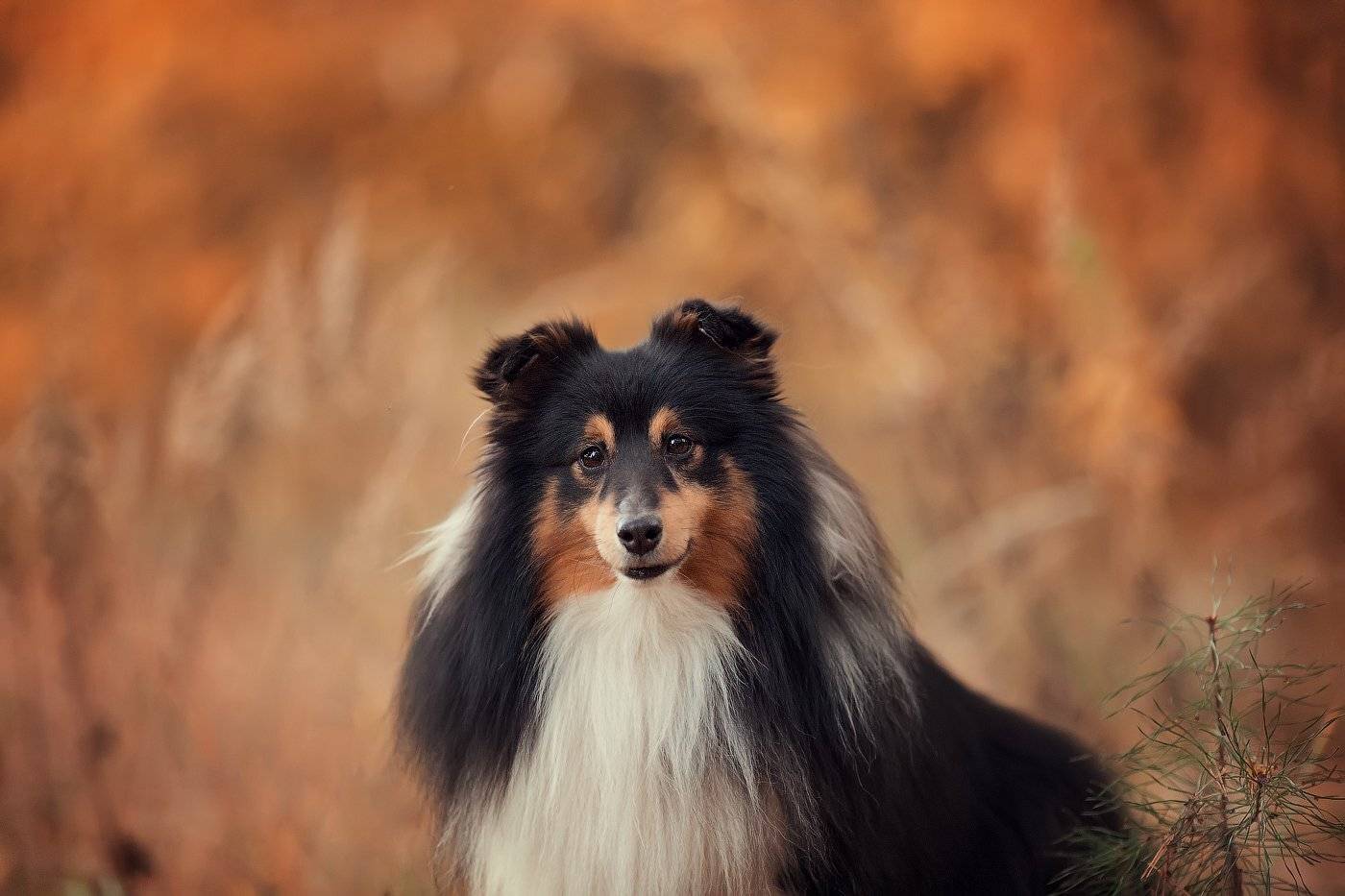 , Александра Дуке