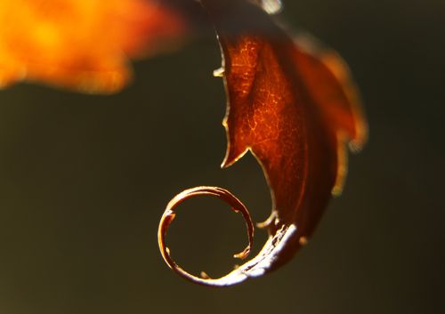 Осенний орнамент. 