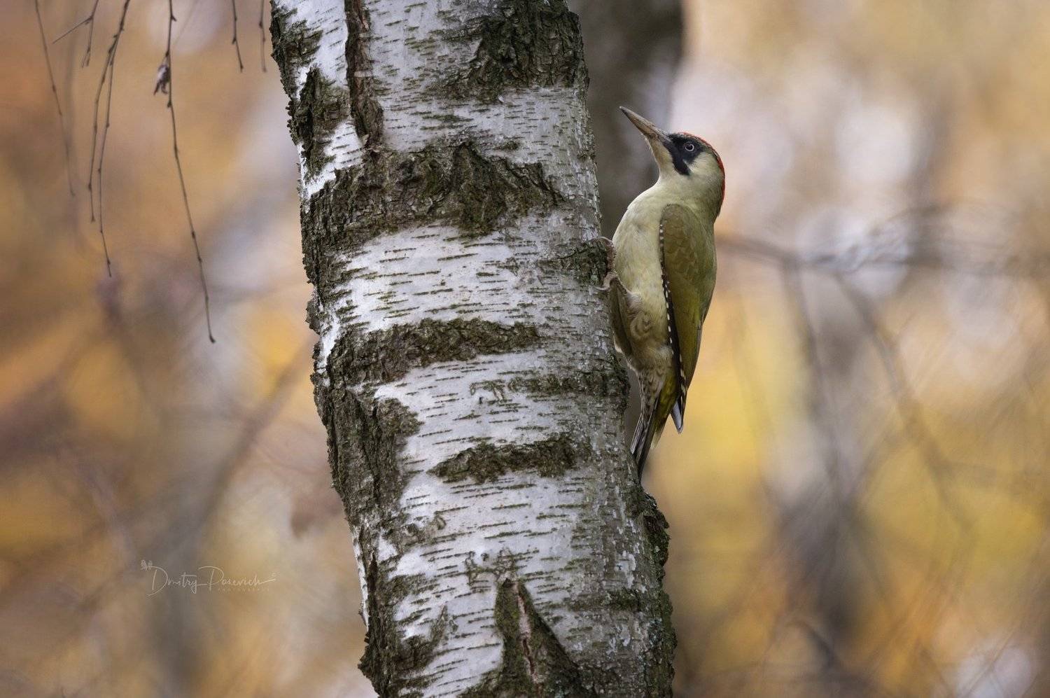 природа, лес, животные, птицы, Дмитрий Посевич