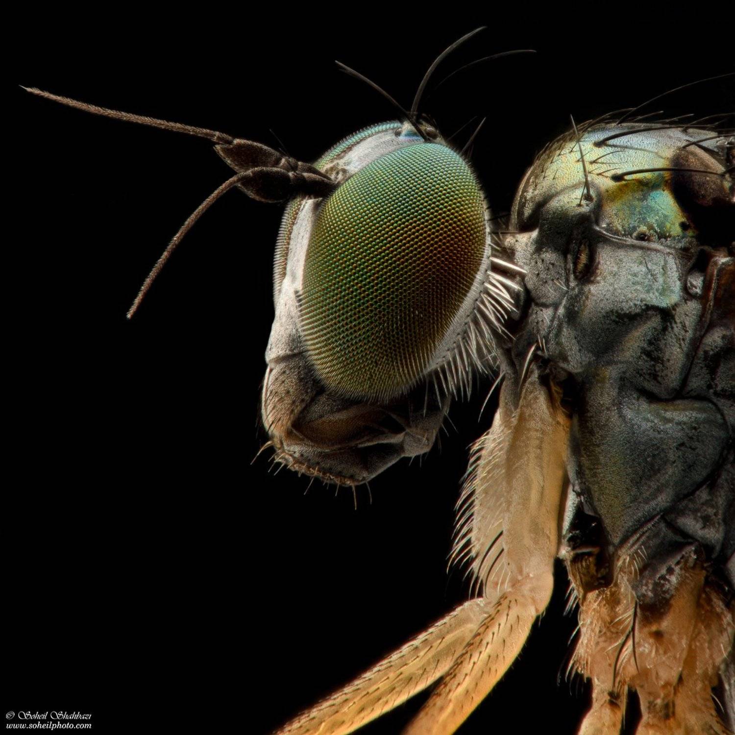 macro,macro photography, soheil shahbazi,insect, Soheil Shahbazi