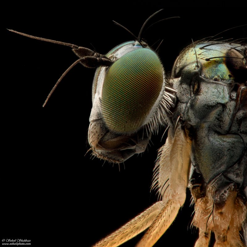macro,macro photography, soheil shahbazi,insect Poecilobothrus nobilitatus фото превью