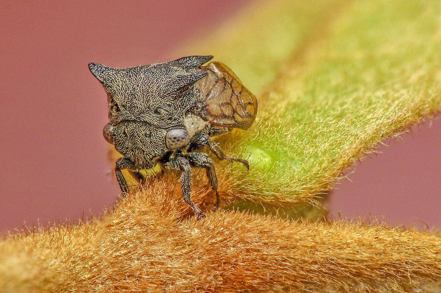 macro, close up, nature, natural, insect, small, stock, beauty, beautiful, treehopper, fly, NeCoTi ChonTin