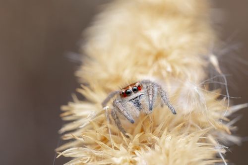 Salticidae