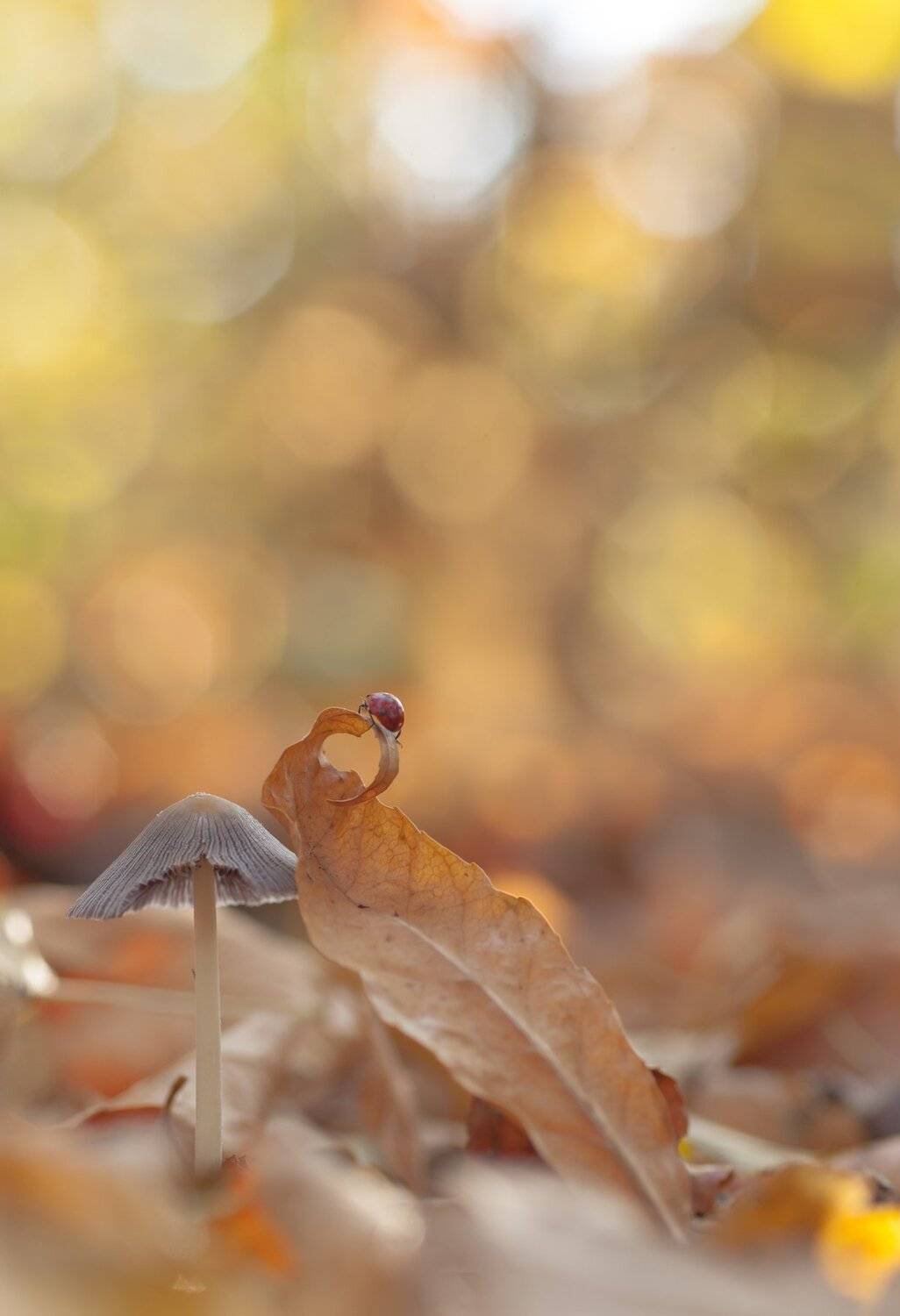 , Викулов Николай