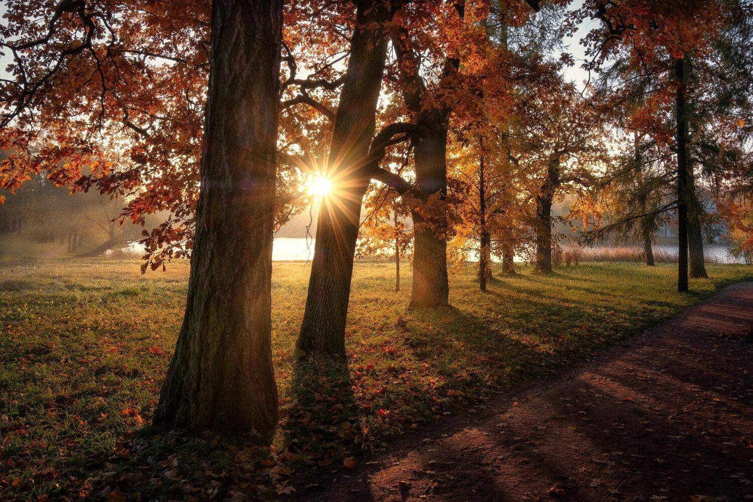 пушкин, царское село, октябрь, тропа, солнце, утро, туман, рассвет, очень, листва, Андрей Чиж