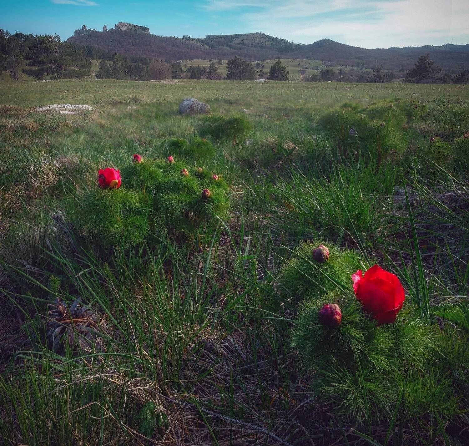 Крым, Ай-Петри, Ялта, горы, пион,, Алексей Бордуков