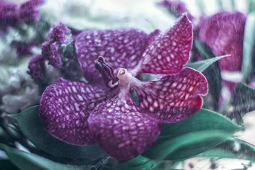 Нежная хрупкость