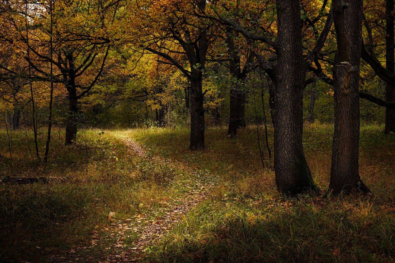 лес, тропинка, свет, осень, Григорий Бельцев