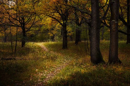 Лесная тропинка