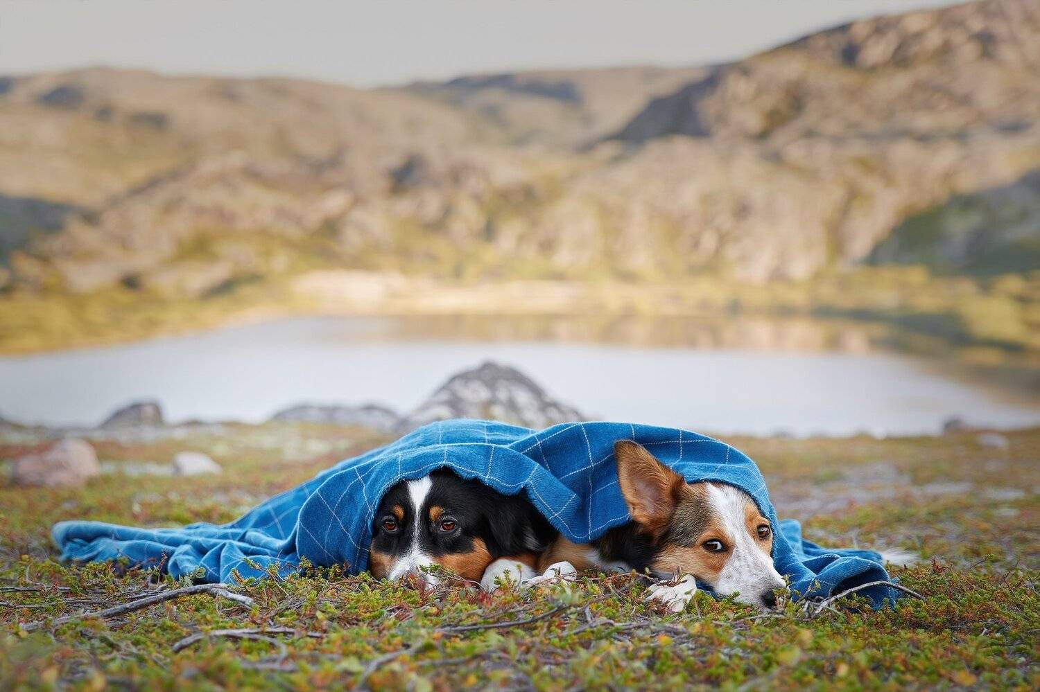 кольский, собаки, хибины, куэльпорр, умба, Лана Полякова