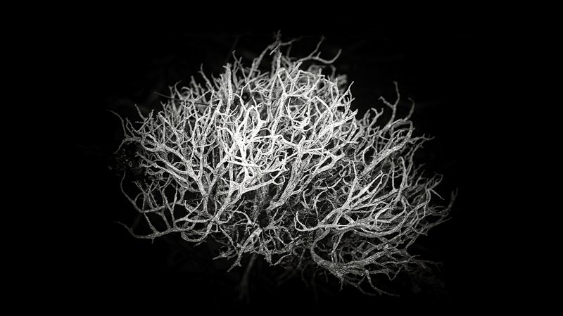 root, abstract, blackandwhite, nature Brain storm фото превью