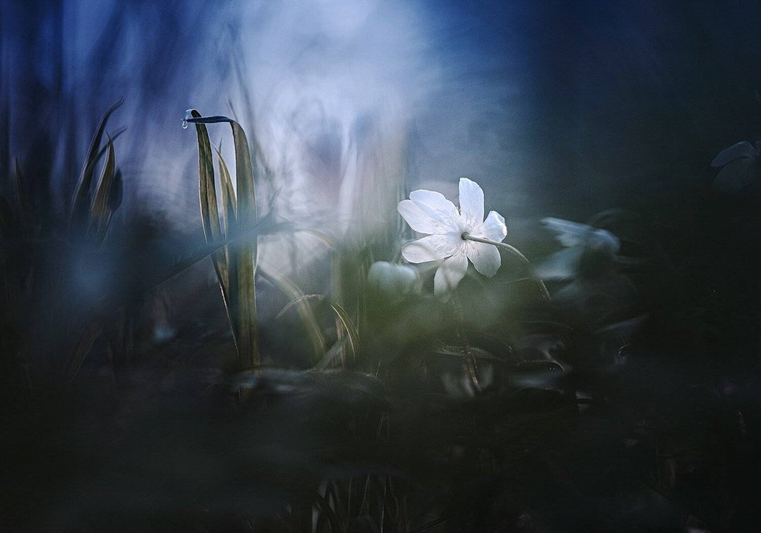 украина, коростышев, природа, лес, весна, полесье,  макро, макро истории, волшебство, тишина, уединение, мечта, счастье, жизнь, воздух, чистый, вдохновение,  вера, бытие, странник, ветреница, трава, фотограф, чорный,, Александр Чорный