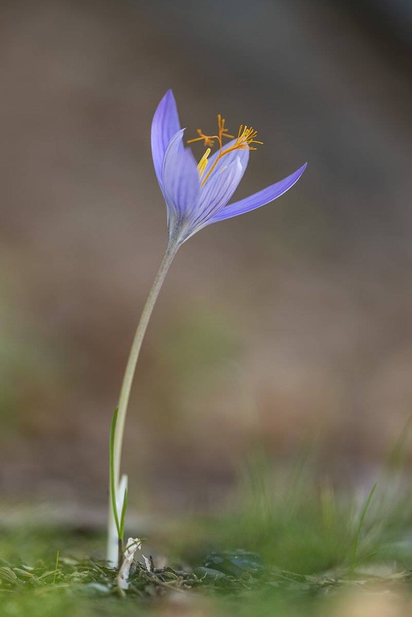 , Александр Земляной