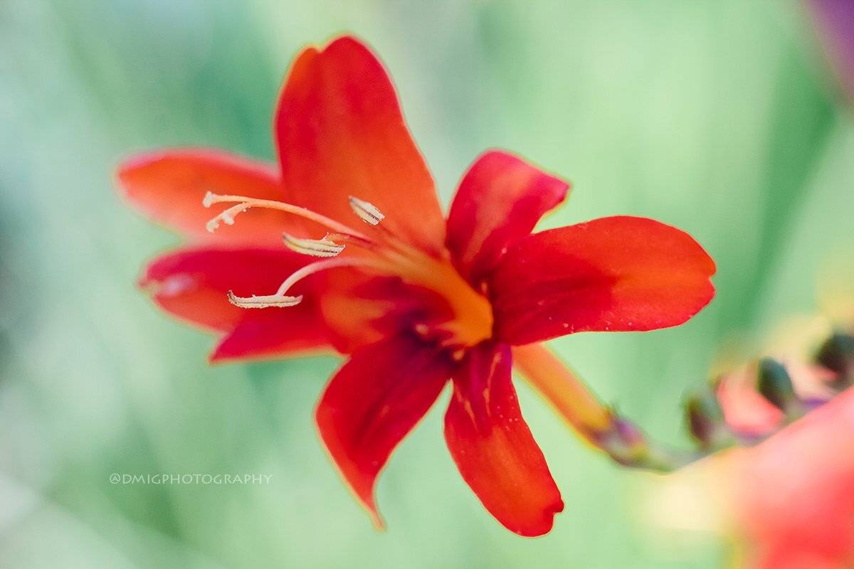 макро, цветы, природа, макромир, макросъёмка, гелиос44_2, осень, солнце, растение, , Дмитрий Гусалов