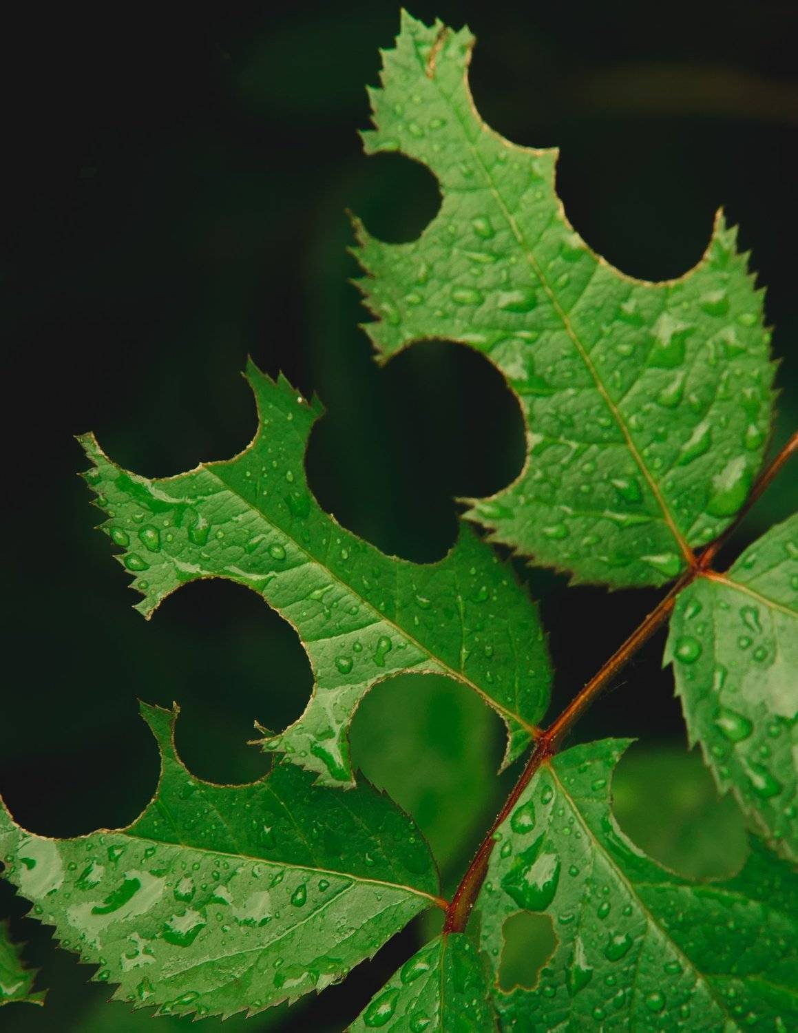 , Астрид Екатерина