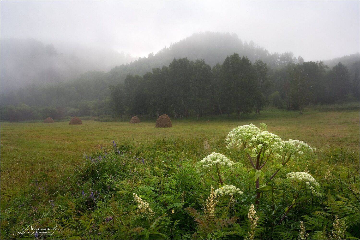 забайкальский край, Александр Леснянский