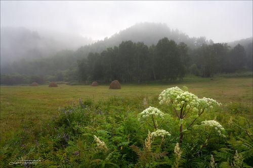 Август