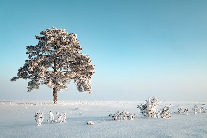 зима, пейзаж, fujifilm. Минимализм... фото превью