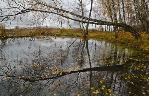 Берёзы листву роняют опять