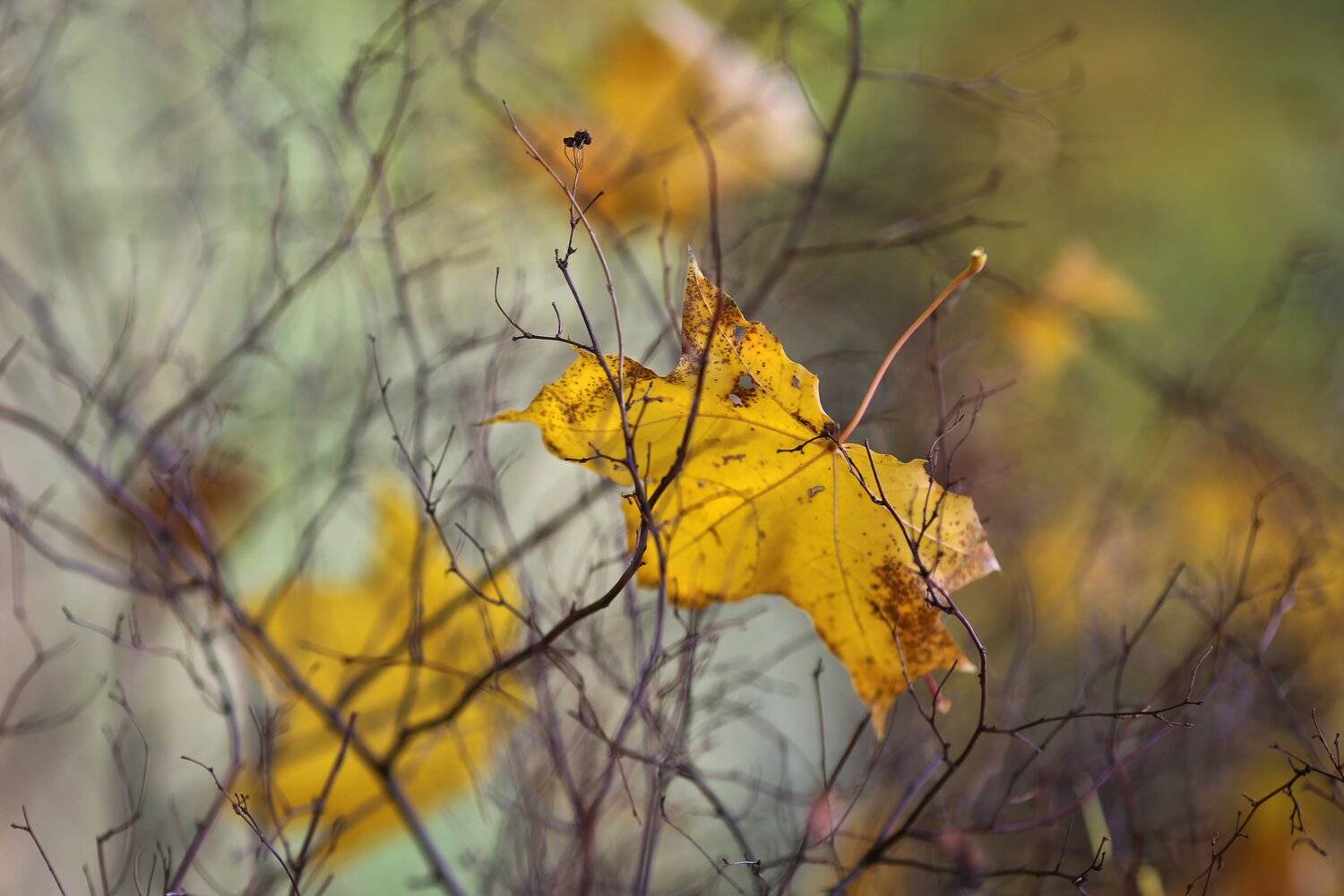 , Ирина Горюкина