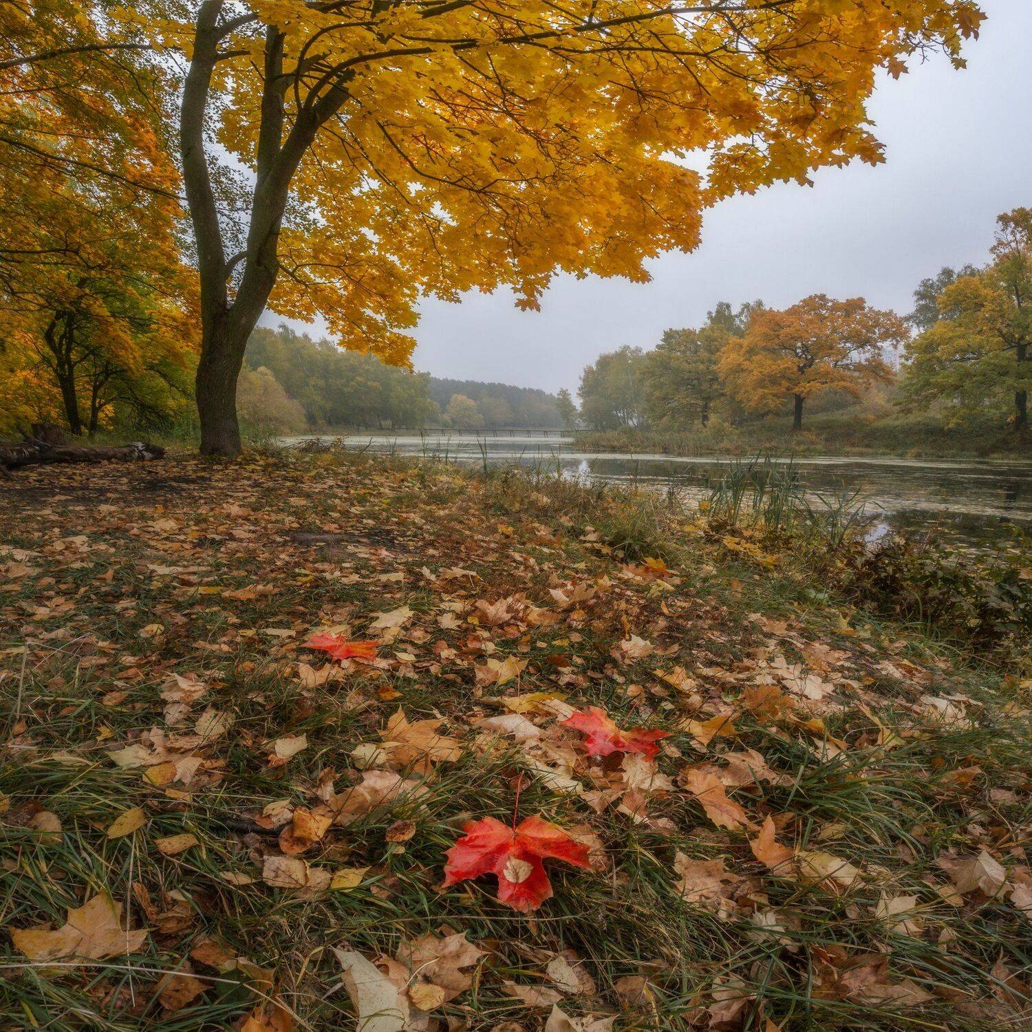 природа, пейзаж, осень, клен, листья, настроение, Мартыненко Дмитрий