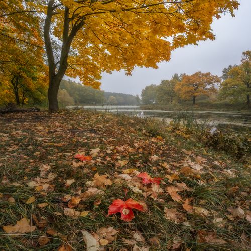 Настроение осень