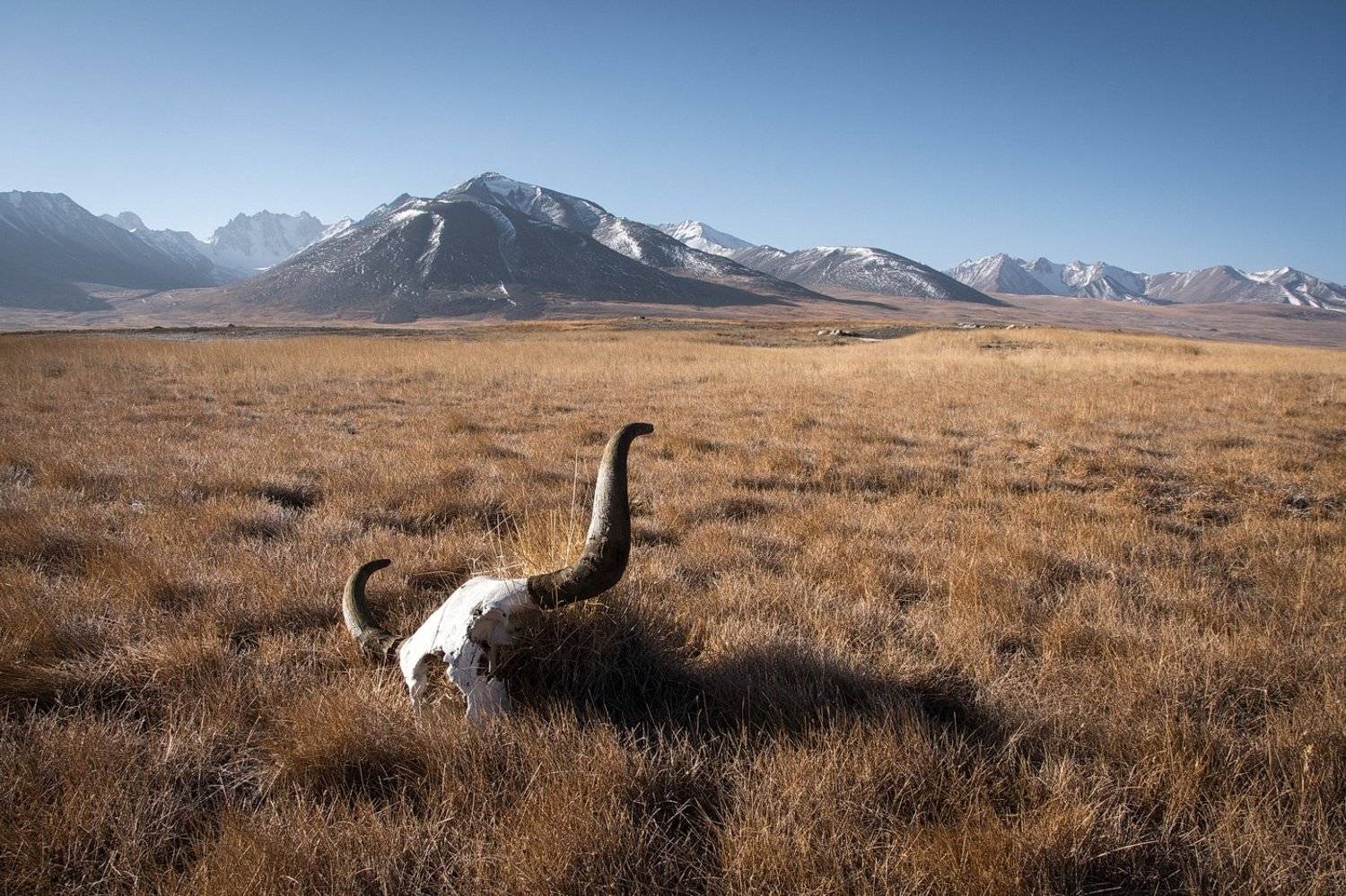 , Дмитрий Вилюнов