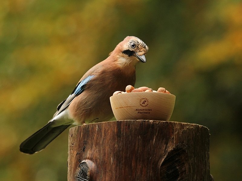 Sójka фото превью