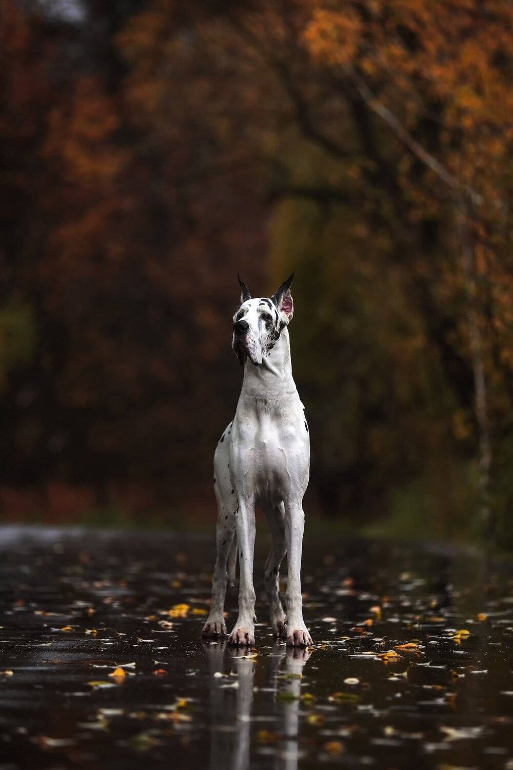 , Андрей Ершов