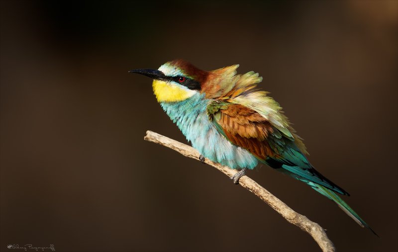 Ща спою... фото превью