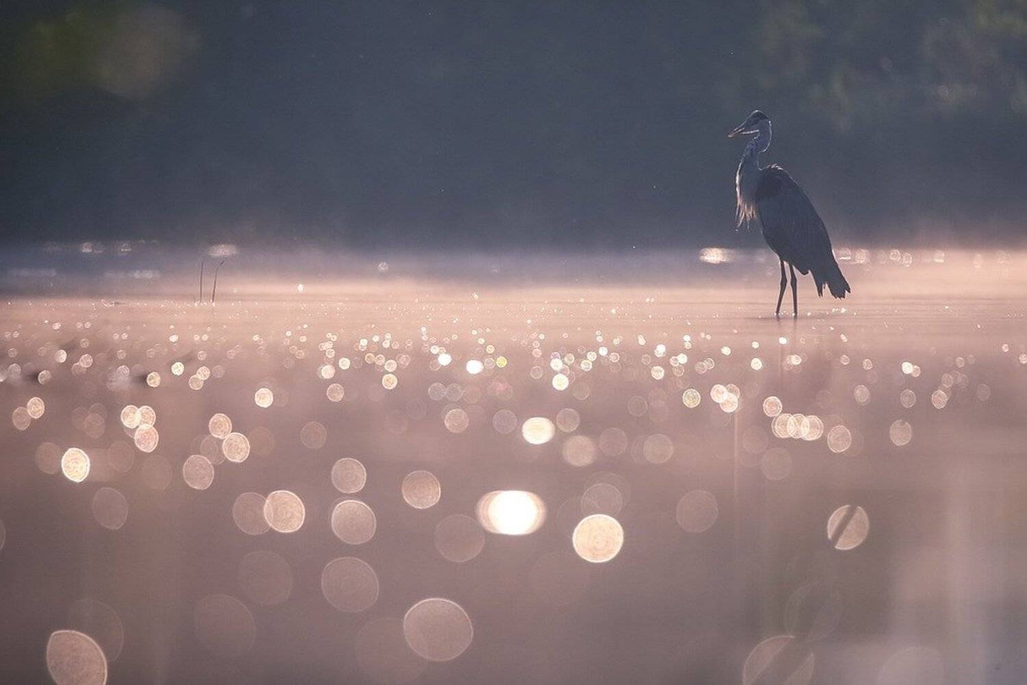 , Вячеслав Мищенко