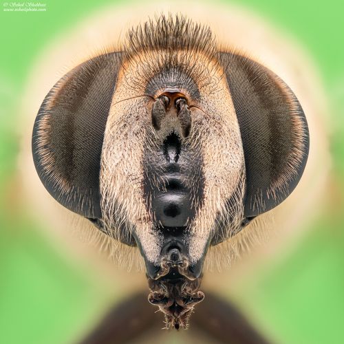 Volucella zonaria