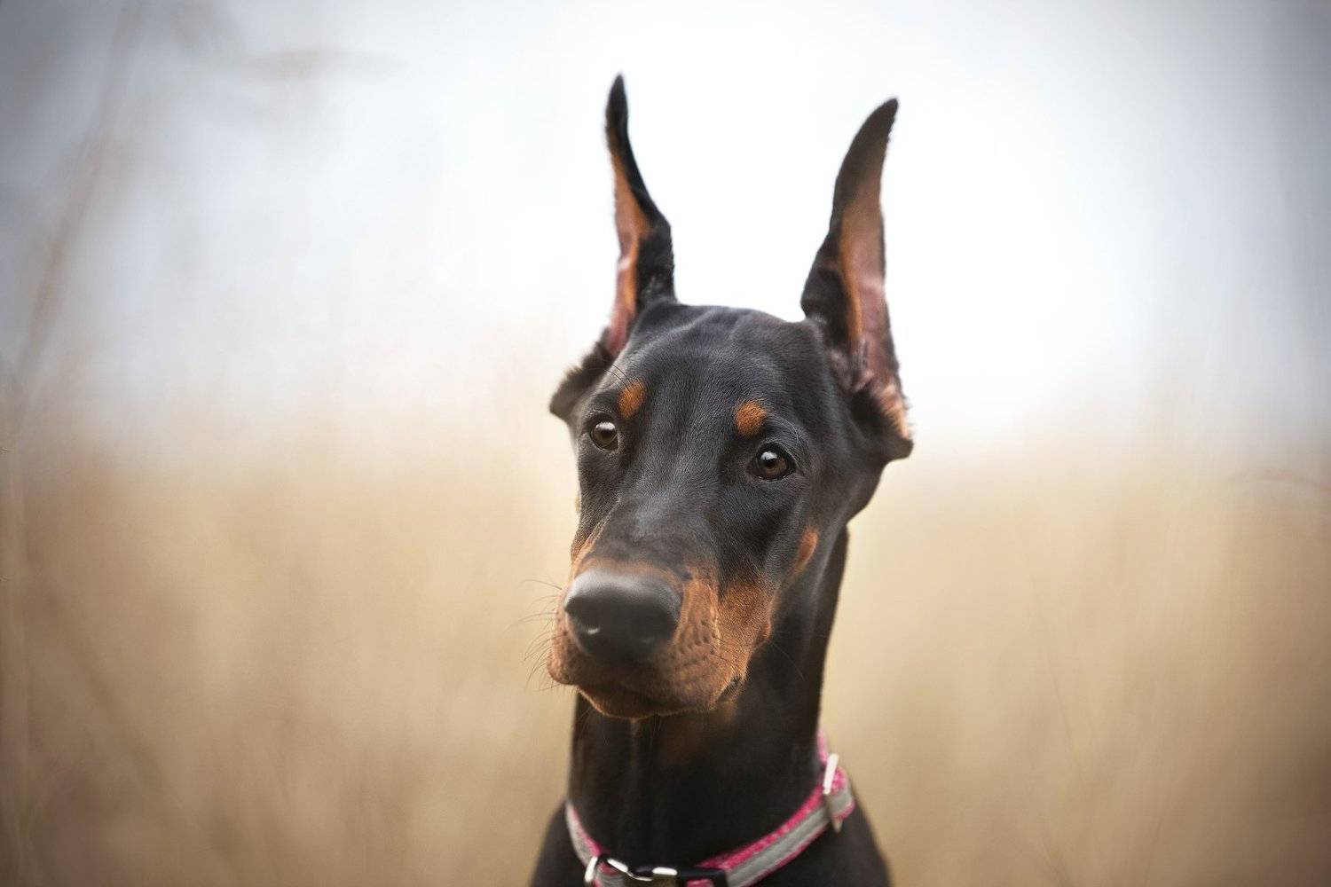 doberman, dog, Karina Saarestik