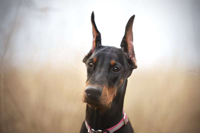 doberman, dog Adell фото превью