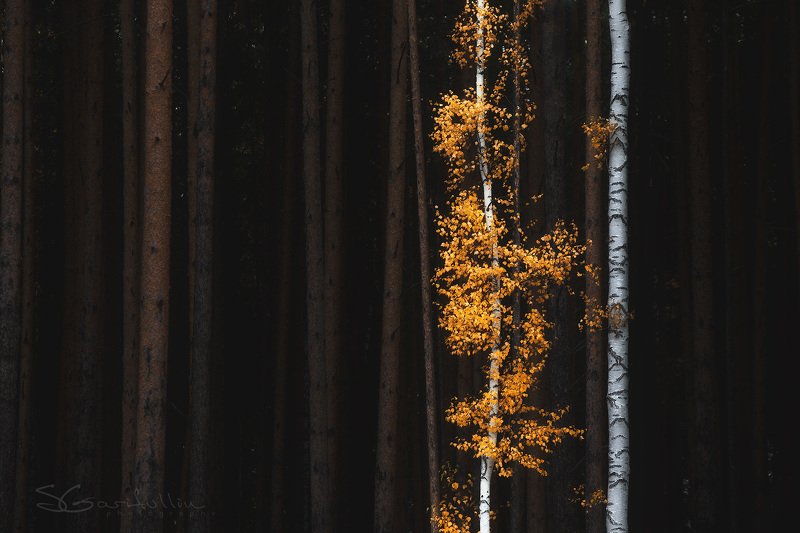 #урал, #осень, #среднийурал Золото Урала фото превью