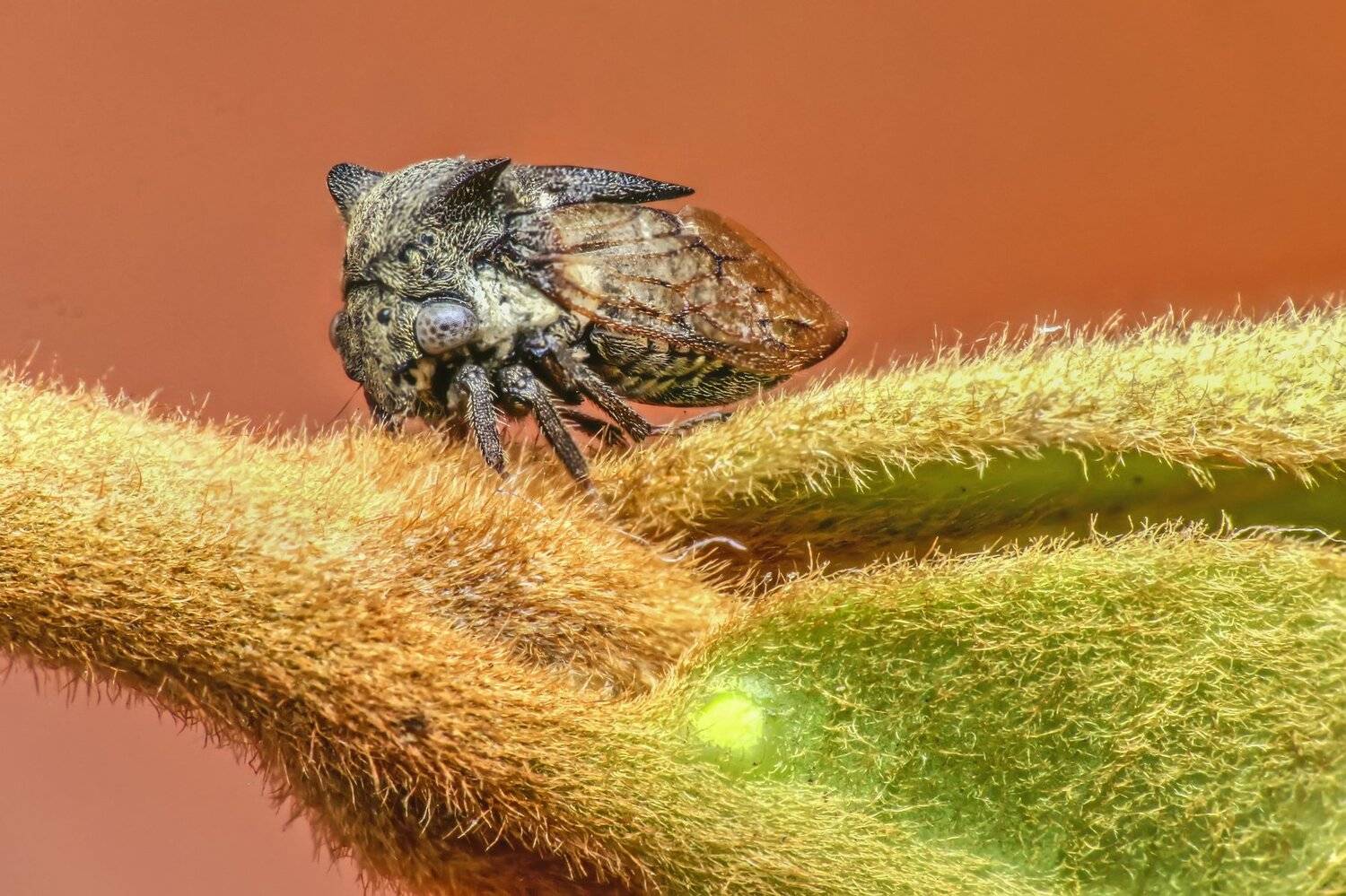 macro, close up, nature, natural, insect, small, stock, beauty, beautiful, treehopper, NeCoTi ChonTin
