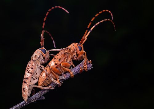 Macro photography