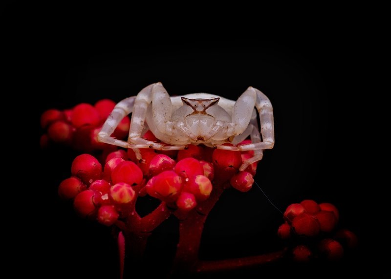 macro photography Crab Spider in flora фото превью