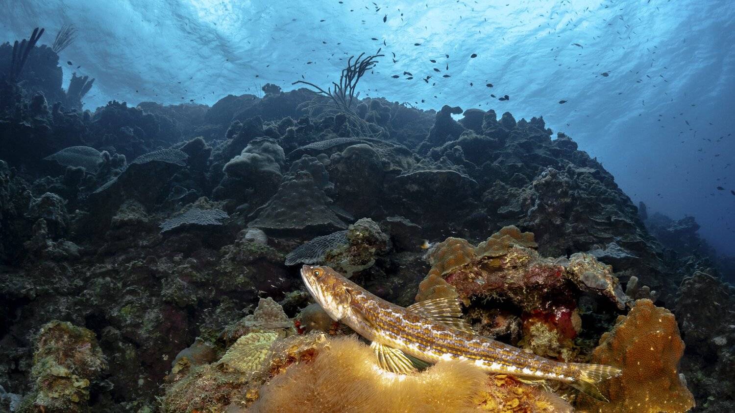 lizardfish, bonaire, Андрей Савин