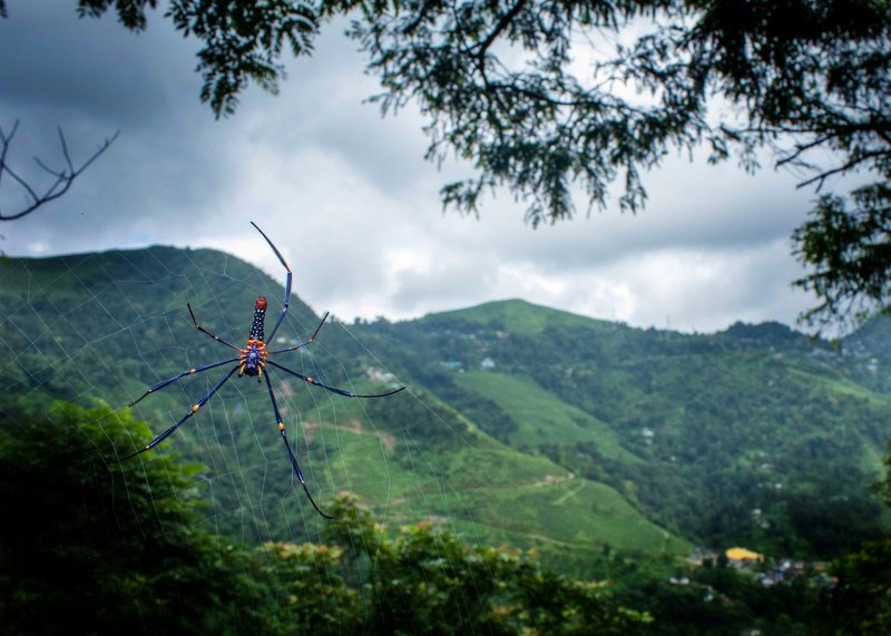 macro photography Beautiful nature фото превью