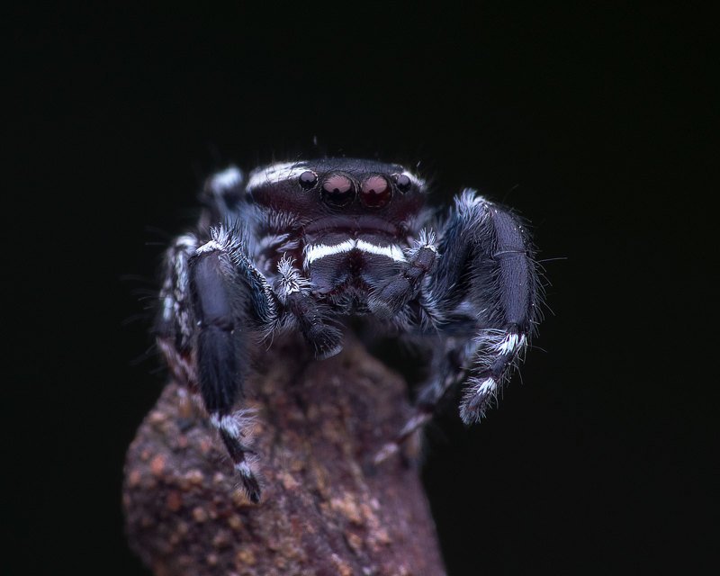 macro photography Jumping Spider фото превью