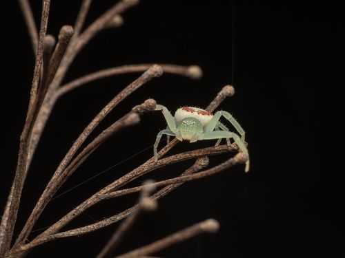 Crab Spider