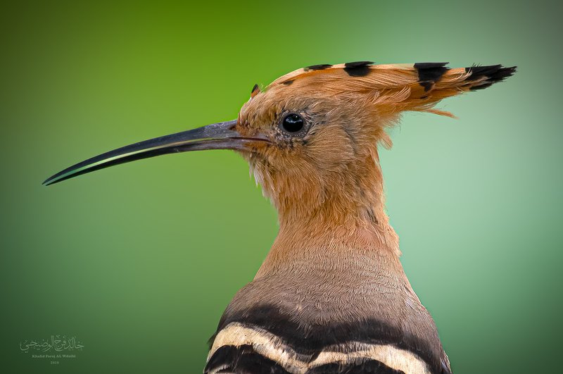 Eurasian hoopoe bard bards Eurasian hoopoe фото превью