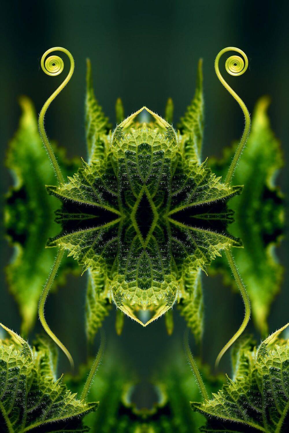 креатив, манипуляция, концепция, абстракция, цифровое, искусство, abstraction, digital, art, mantis, Дмитрий Салтыков