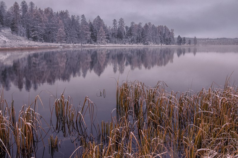 киделю, алтай оз. Киделю фото превью