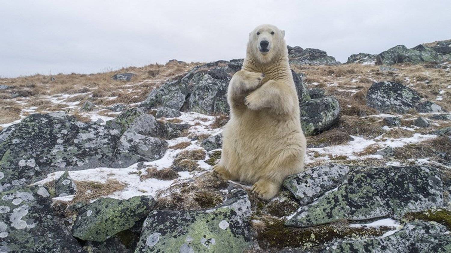 чукотка арктика мыс кожевникова медведь белый морской полярный, Максим Деминов