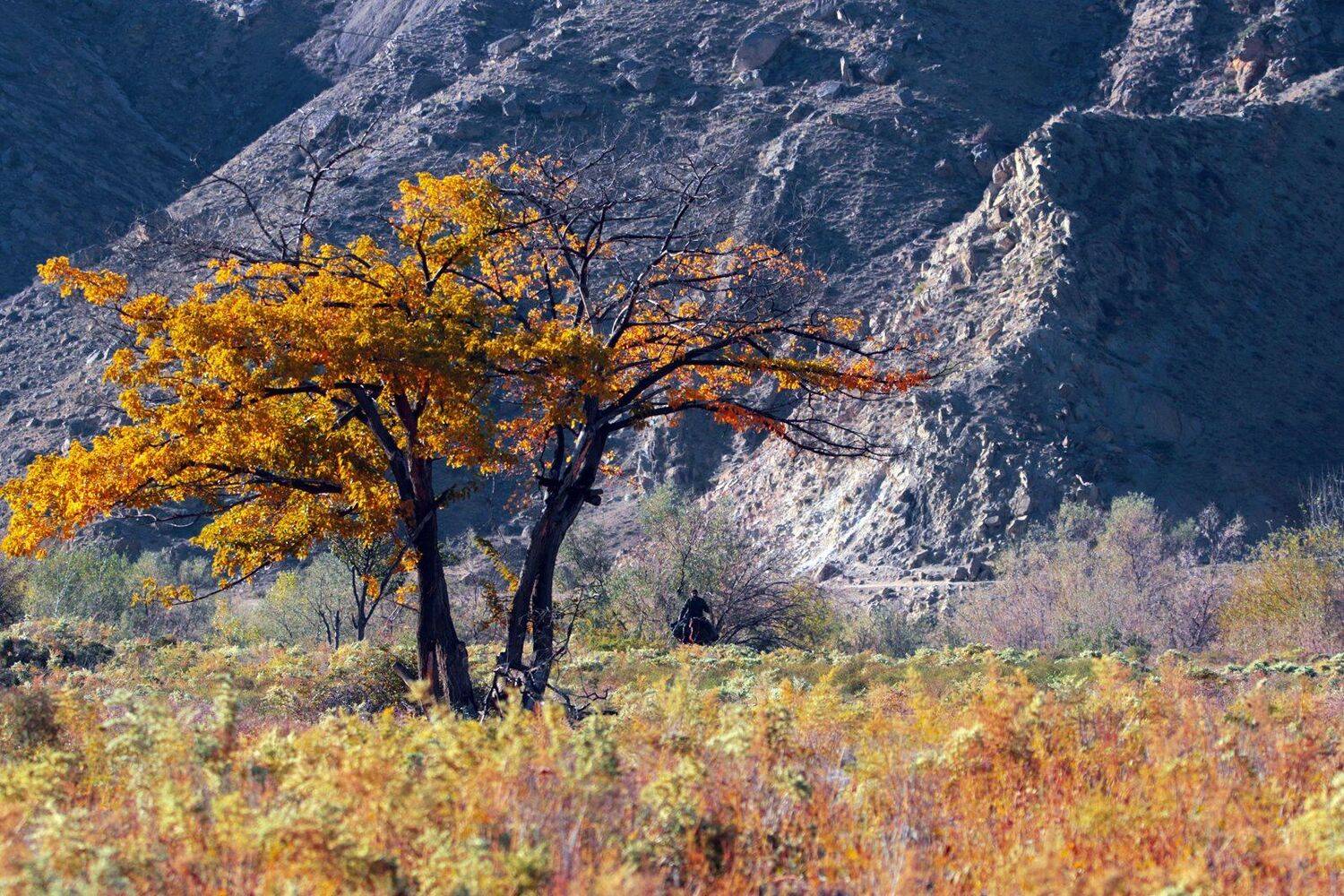 осень,пейзаж,горы,лес,природа,дагестан., Marat Magov