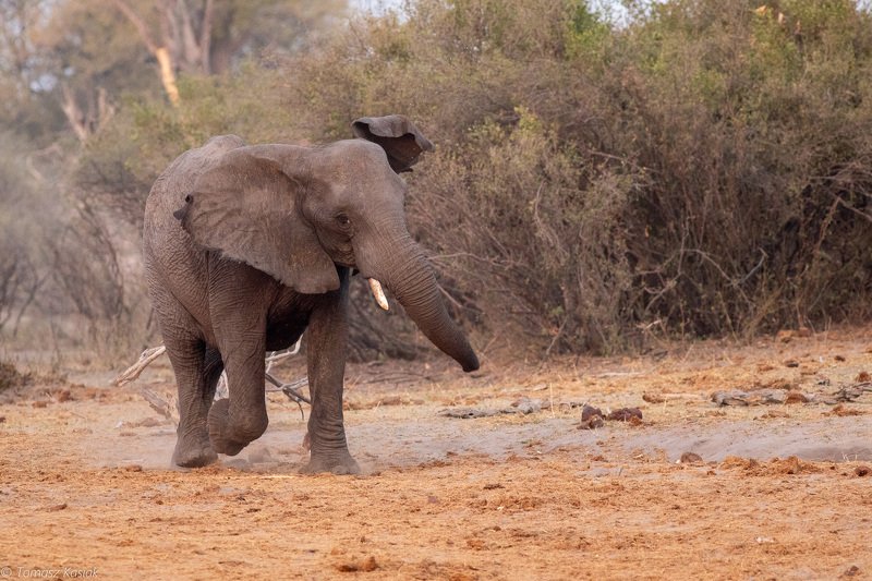 Elephant фото превью