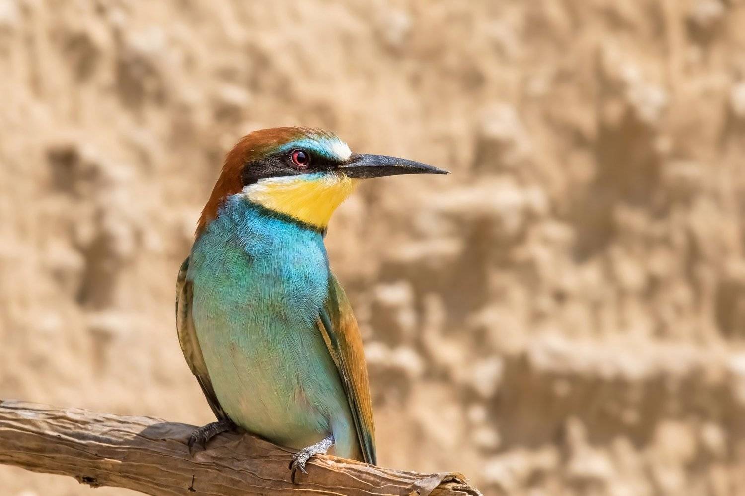 ПётрРогов,фотограф,дикаяприрода,динамика,птицы,орнитология,фотоохота,золотистаящурка,пчелоедка,canon5dmarkiii,canon600mmf4,birds,ornitology,dinamiс,wildnaturephotography,wildnature,Israel,Израиль,wildnaturephotography,wildnature, Пётр Рогов